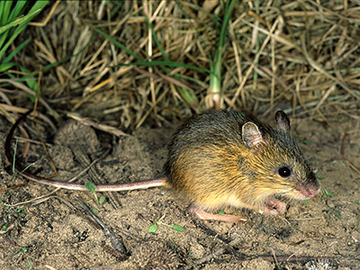 Zapus-hudsonius, Meadow Jumping-Mouse